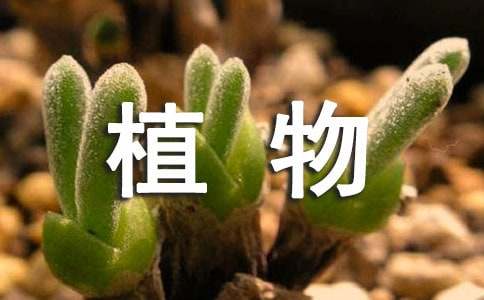 我的植物朋友状物作文常用【15篇】